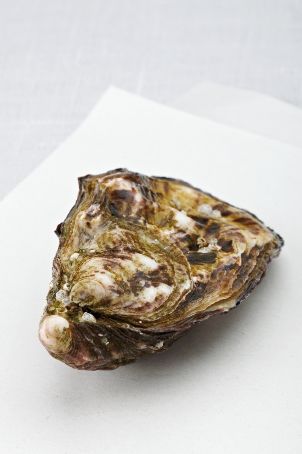 Gebakken oesters met gembersiroop en bieslook