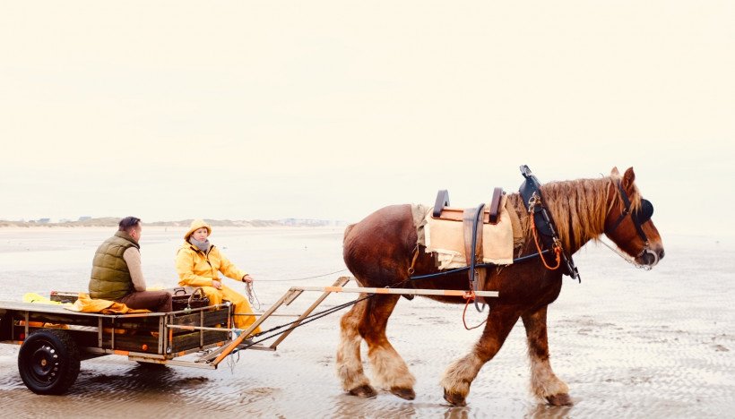 Verken onze Belgische kust en bezoek de leukste adresjes!